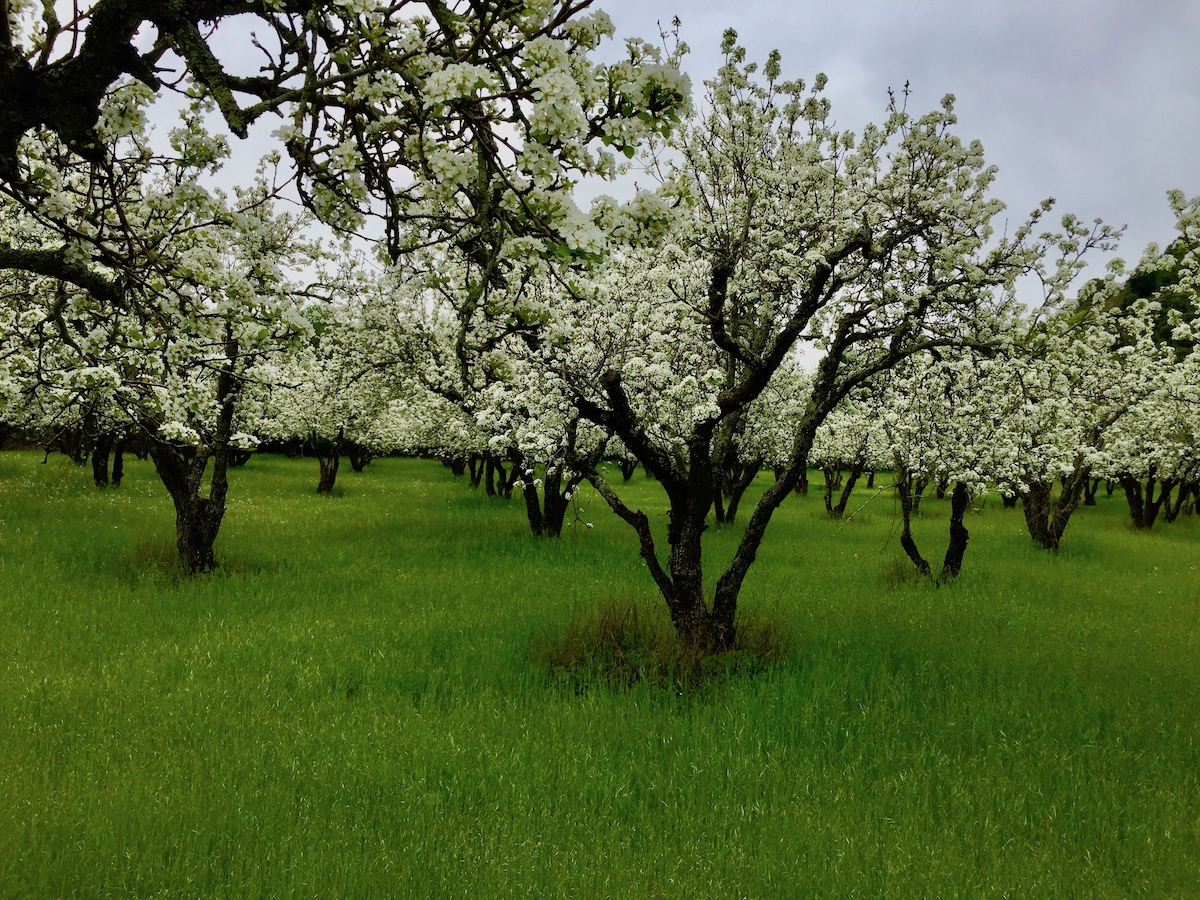 pear orchard i bloom.jpg