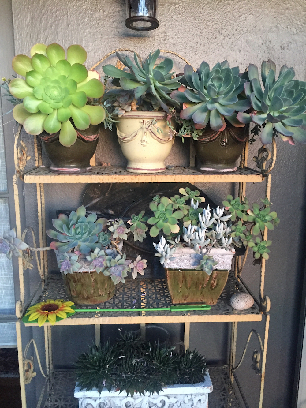 succulent shelves.jpg