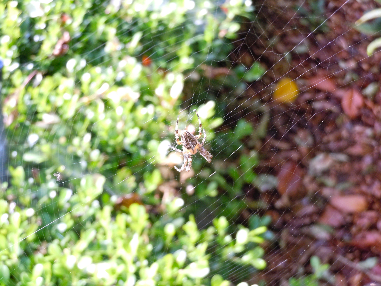 spider in web.jpg.jpg