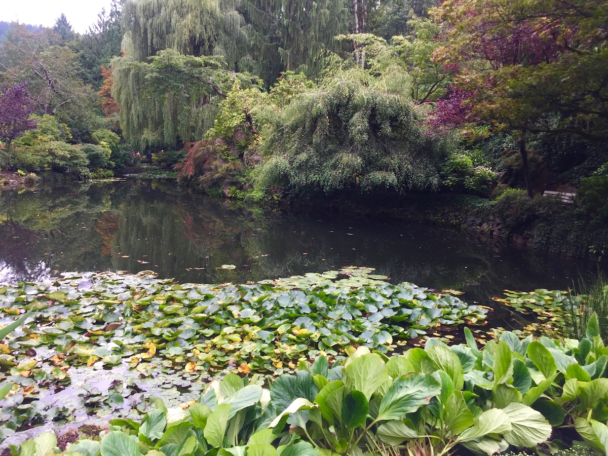 lily pond, buchart garden.jpg
