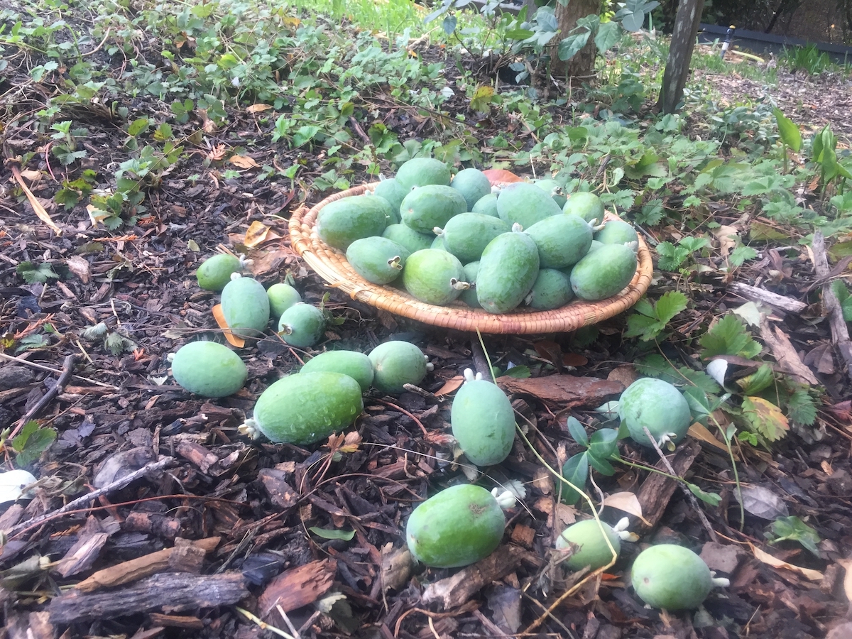 feijoa guavas on ground-basket.jpg
