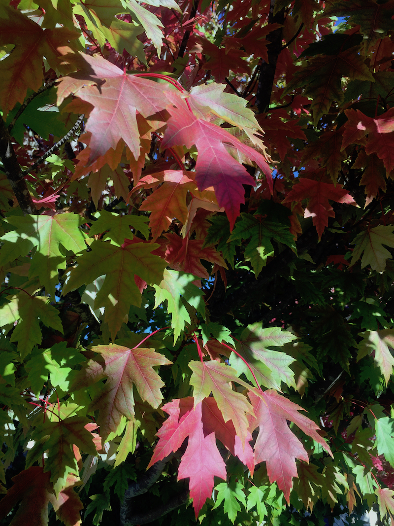 Maples in fall color.jpg