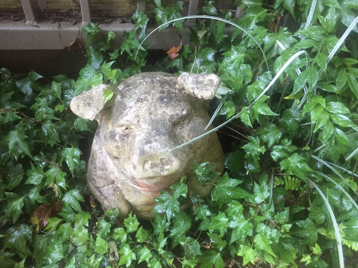 pig in ivy rain.jpg
