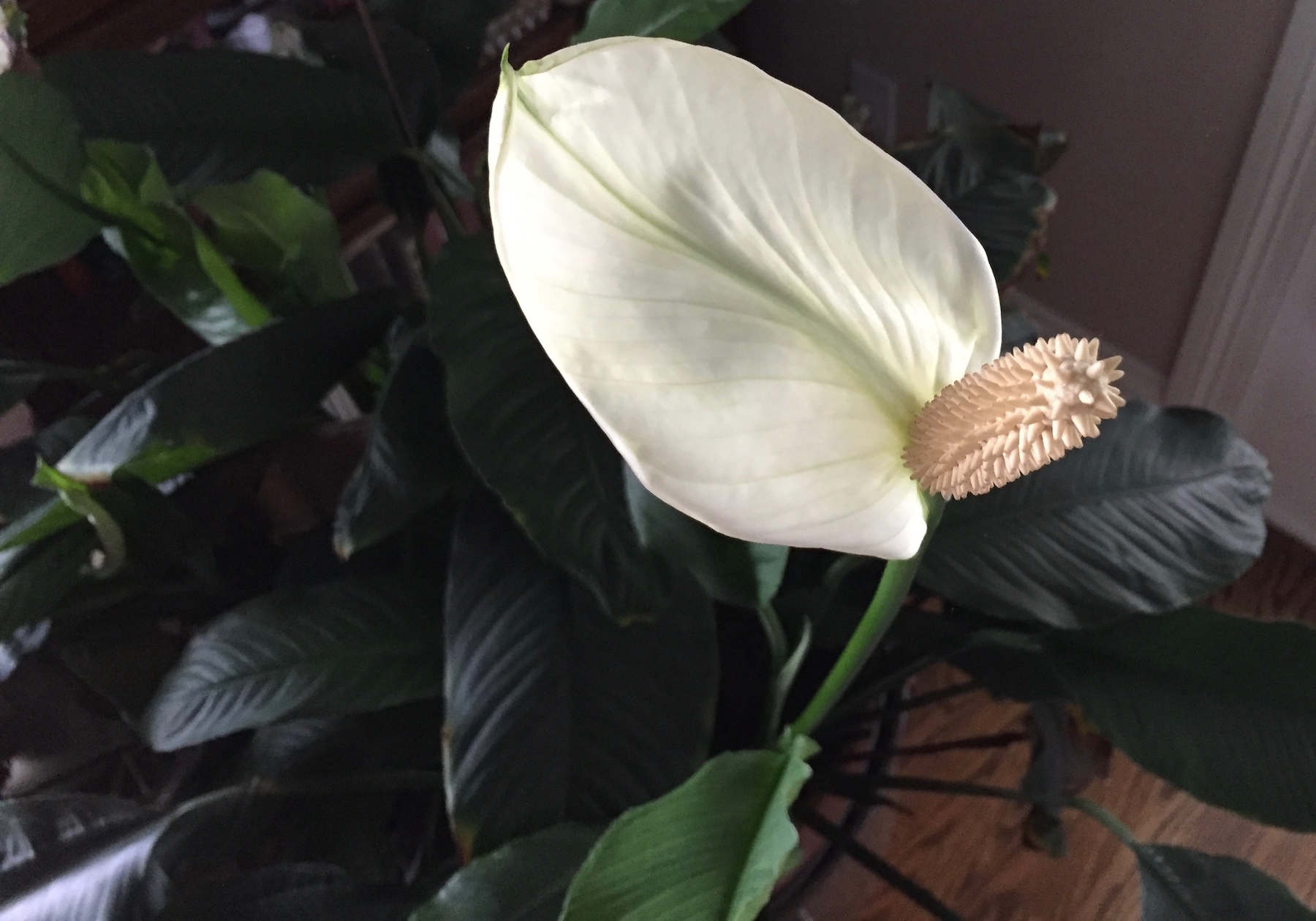 sail lily, peace lily.jpg