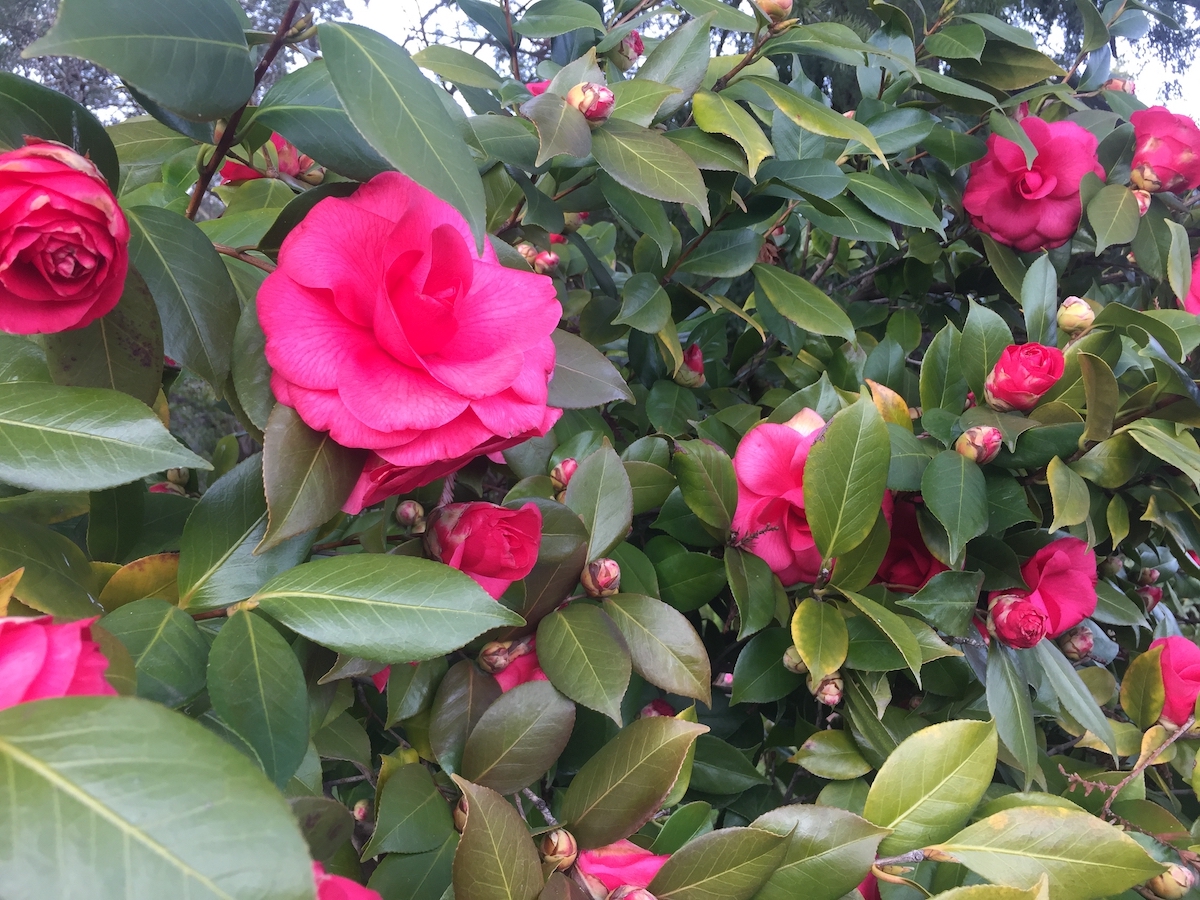 pink camellias.jpg
