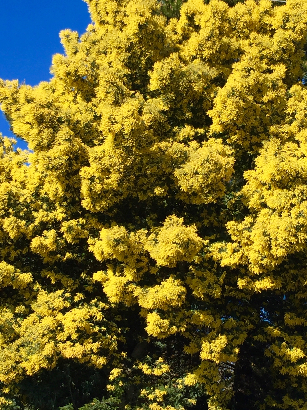 Acacia in full bloom.jpg