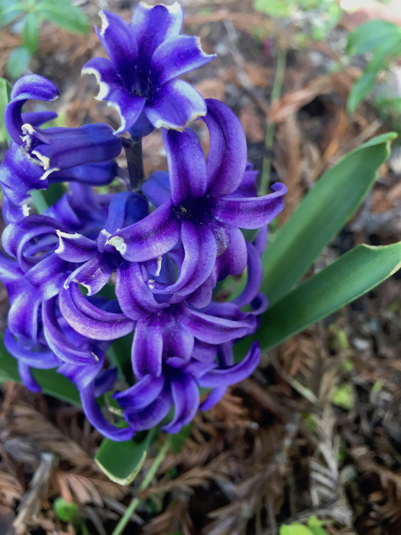 blue hyacinth.jpg