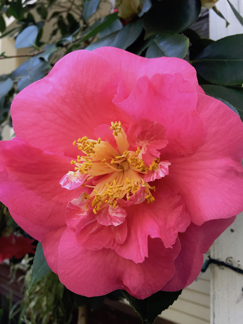 deep pink camellia-yellow center.jpg