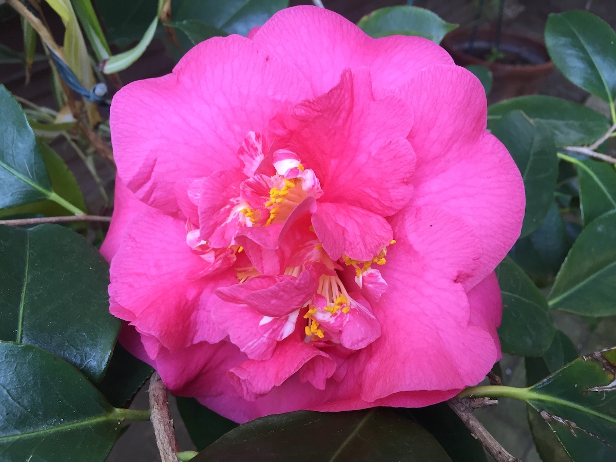 pink camellia.jpg