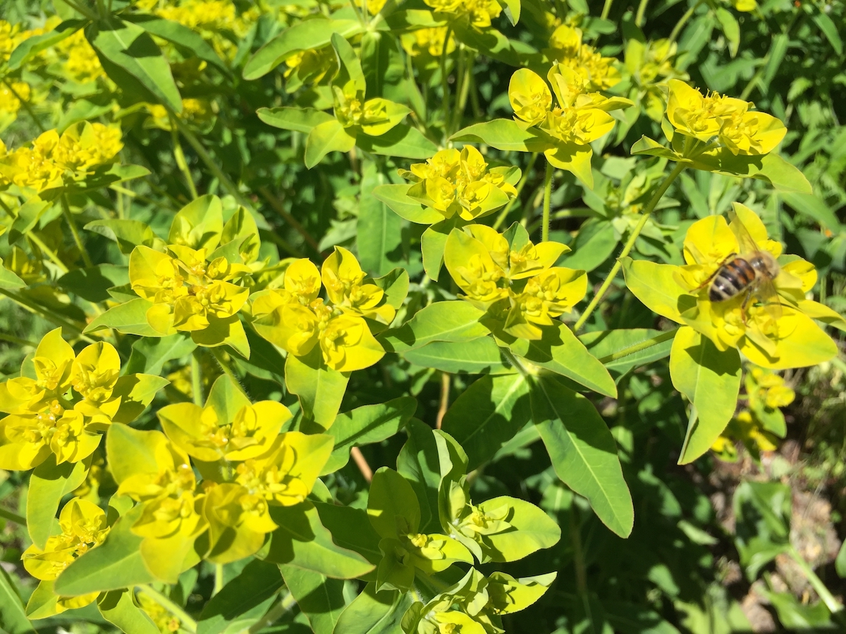 Bee on Euphorbia.jpg