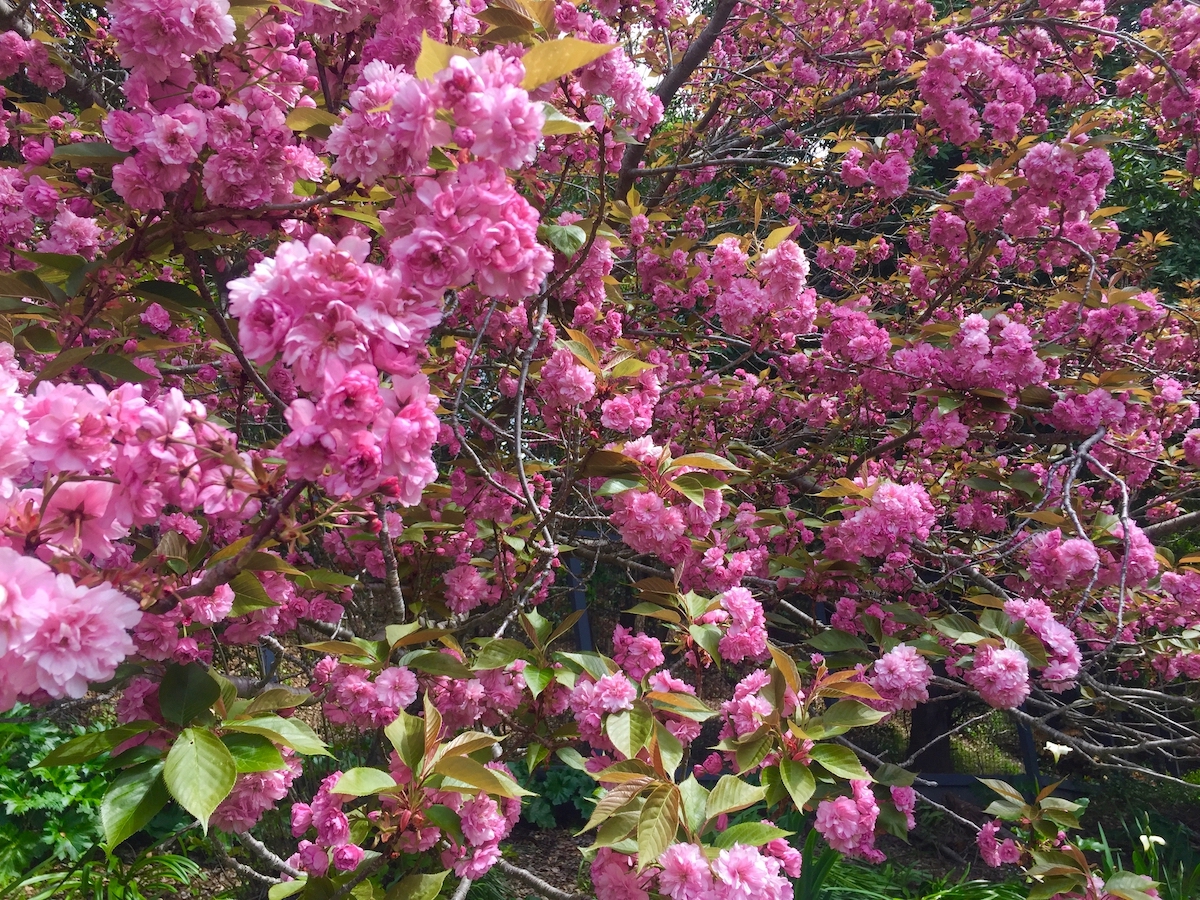 flowering cherry.jpg