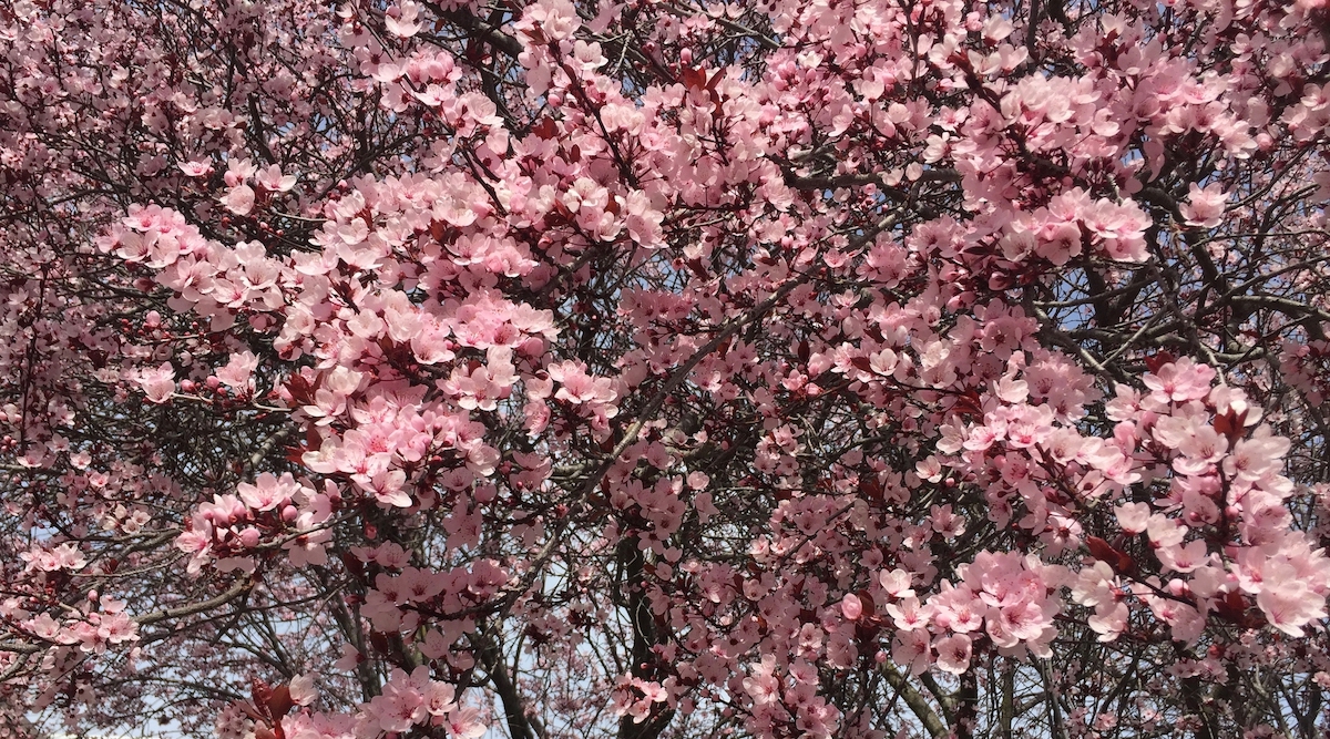 flowering plum tree.jpg
