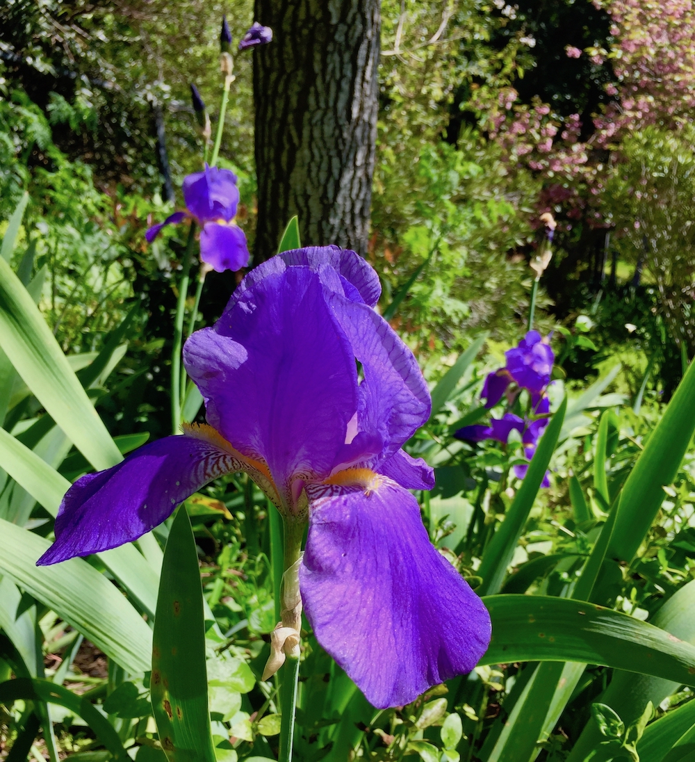 Purple bearded iris.jpg