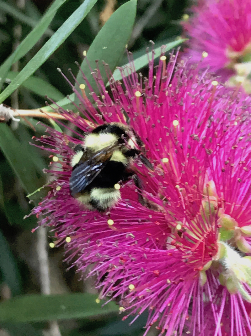bumblebee on bottlebrush.jpg