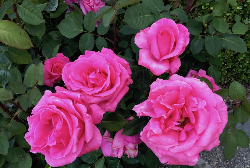 pink shrub roses.jpg