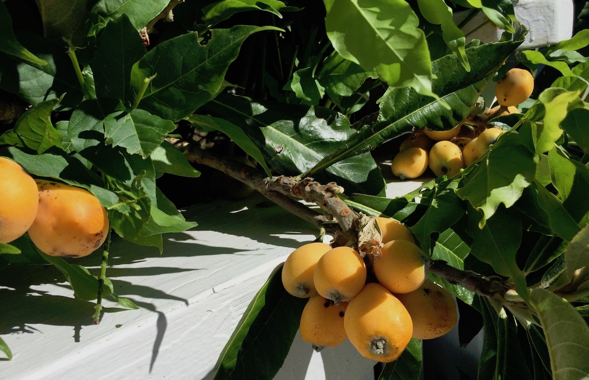 loquats ripe.jpg