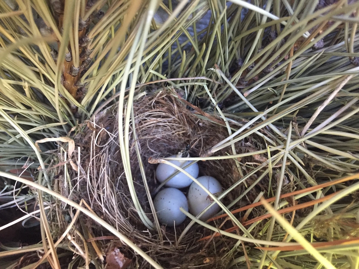 bird nest  with eggs.jpg