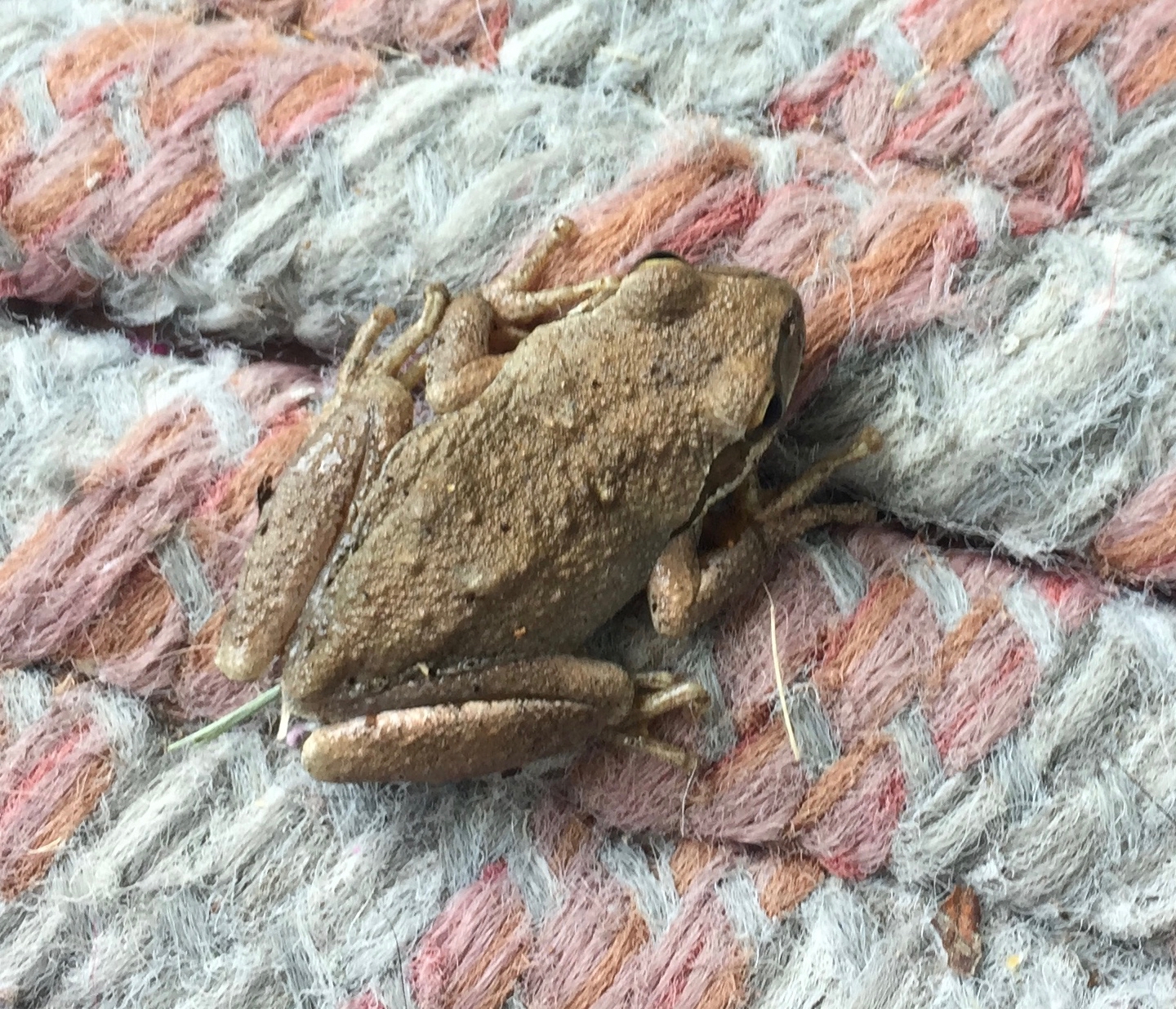 frog on patio rug.jpg