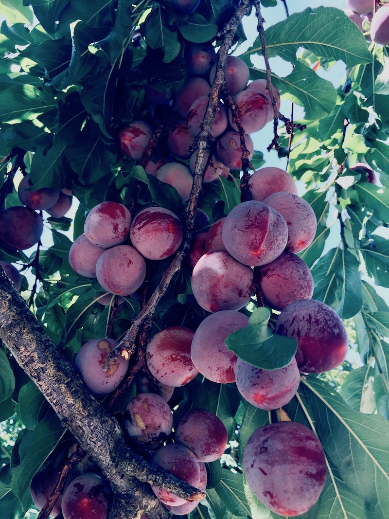 prunes on tree.jpg