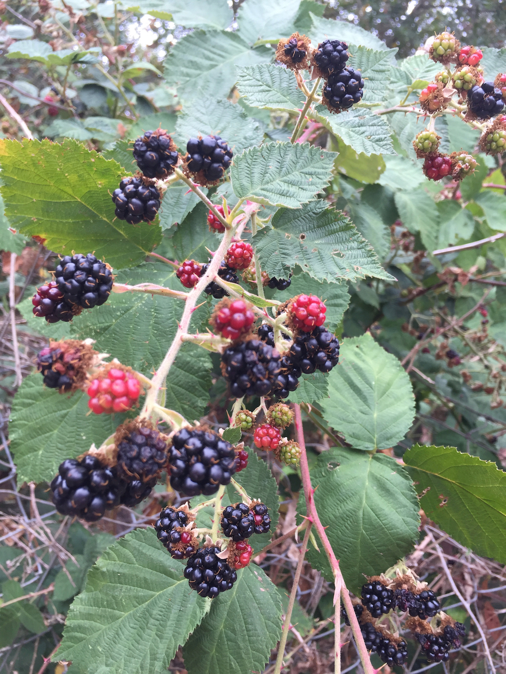 blackberries (1).jpg