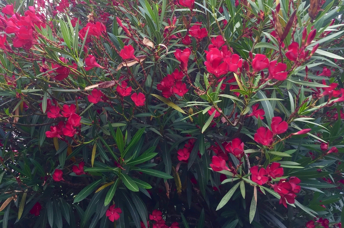 red oleander.jpg