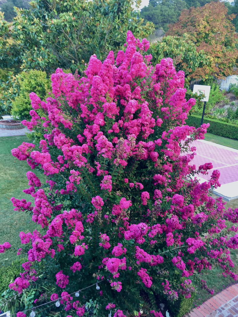View of Crape Myrtle-Fall from balcony.jpeg
