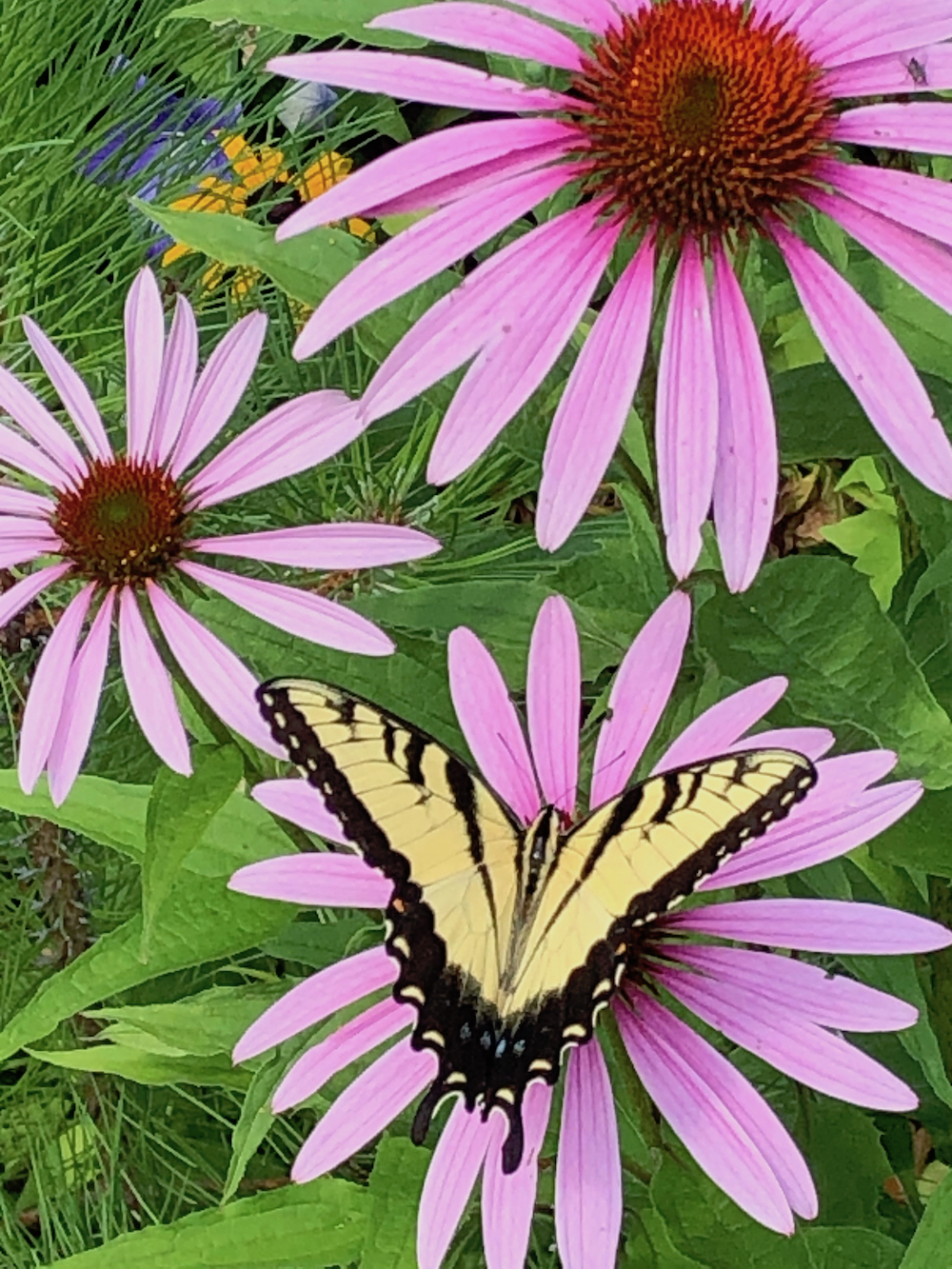 yellow-two-tailed swallowtail on echinacea.jpg