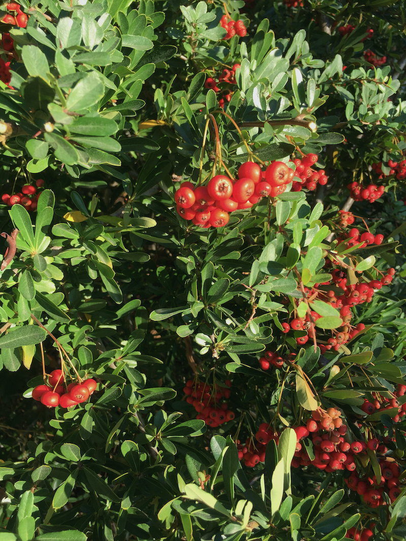 pyracantha berries bush.jpeg