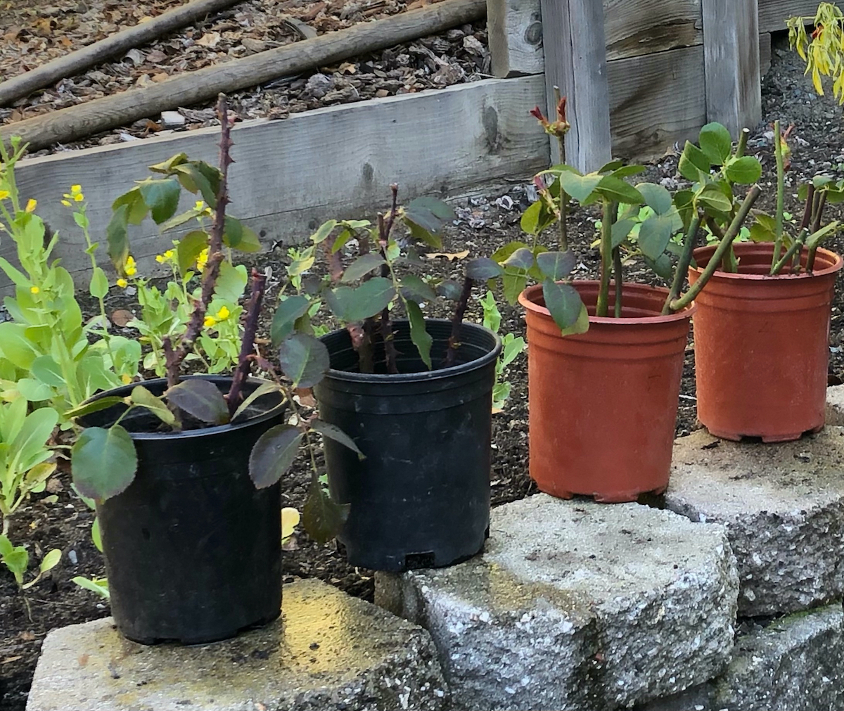 rose canes in pots.jpeg
