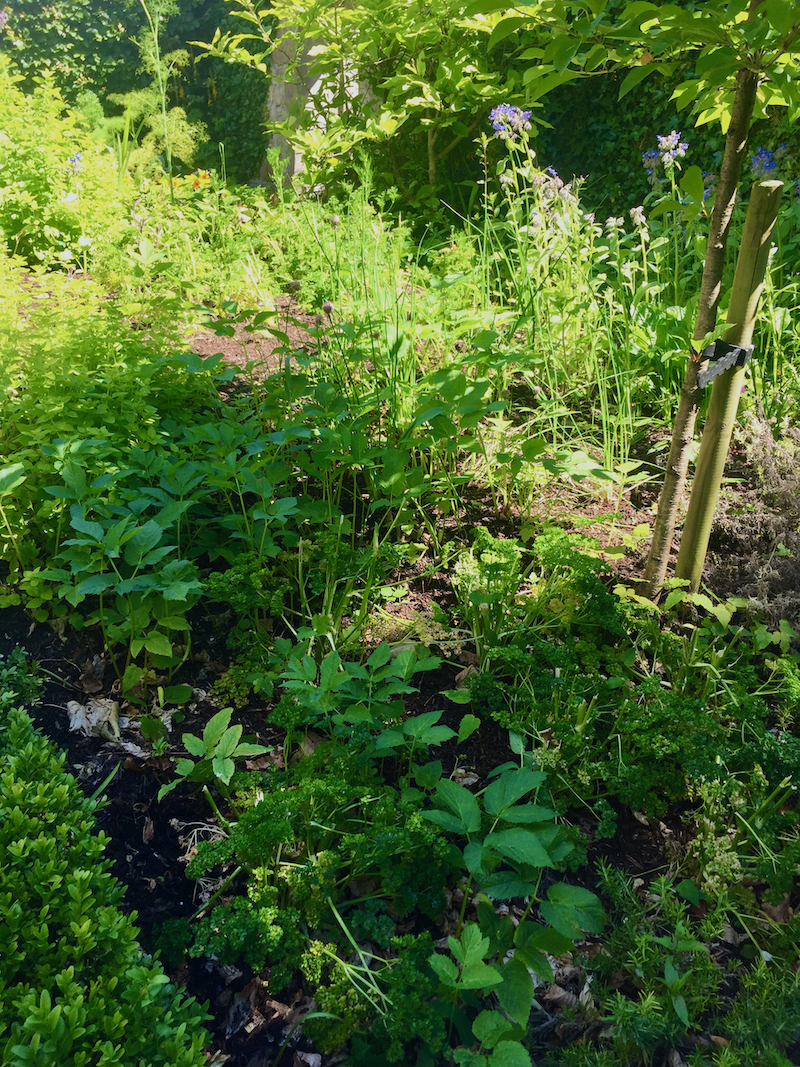 Herbs in Galway Garden.jpeg