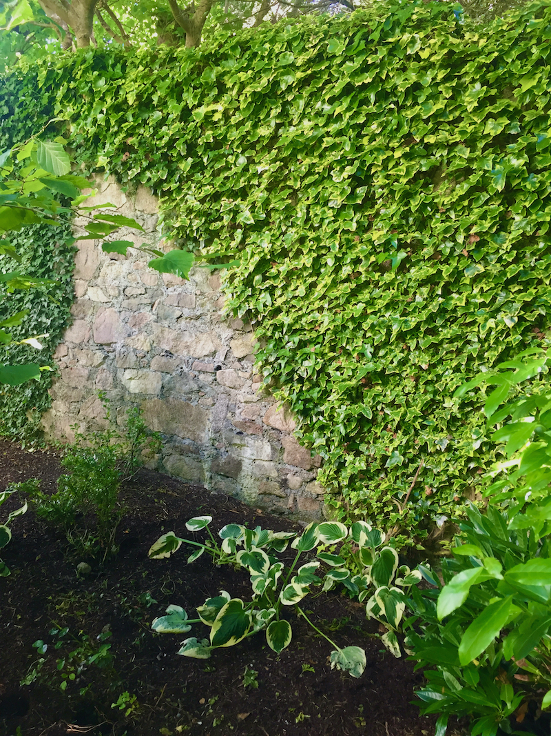 Irish ivy-ardilaun gardens.jpeg