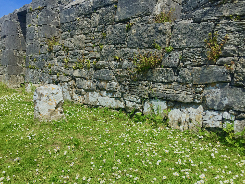 lawn daisies, stone wall, aran islands.jpeg