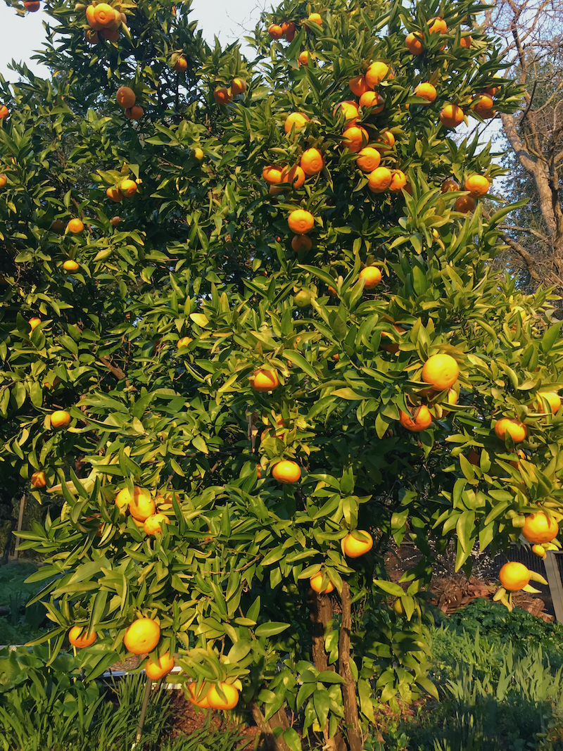 tangerine tree.jpeg