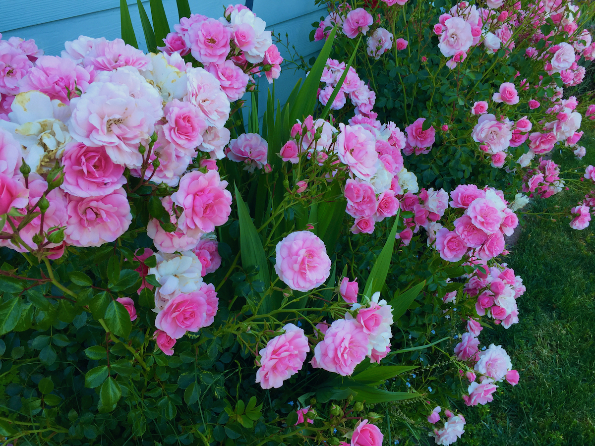 Bonica shrub roses.jpeg