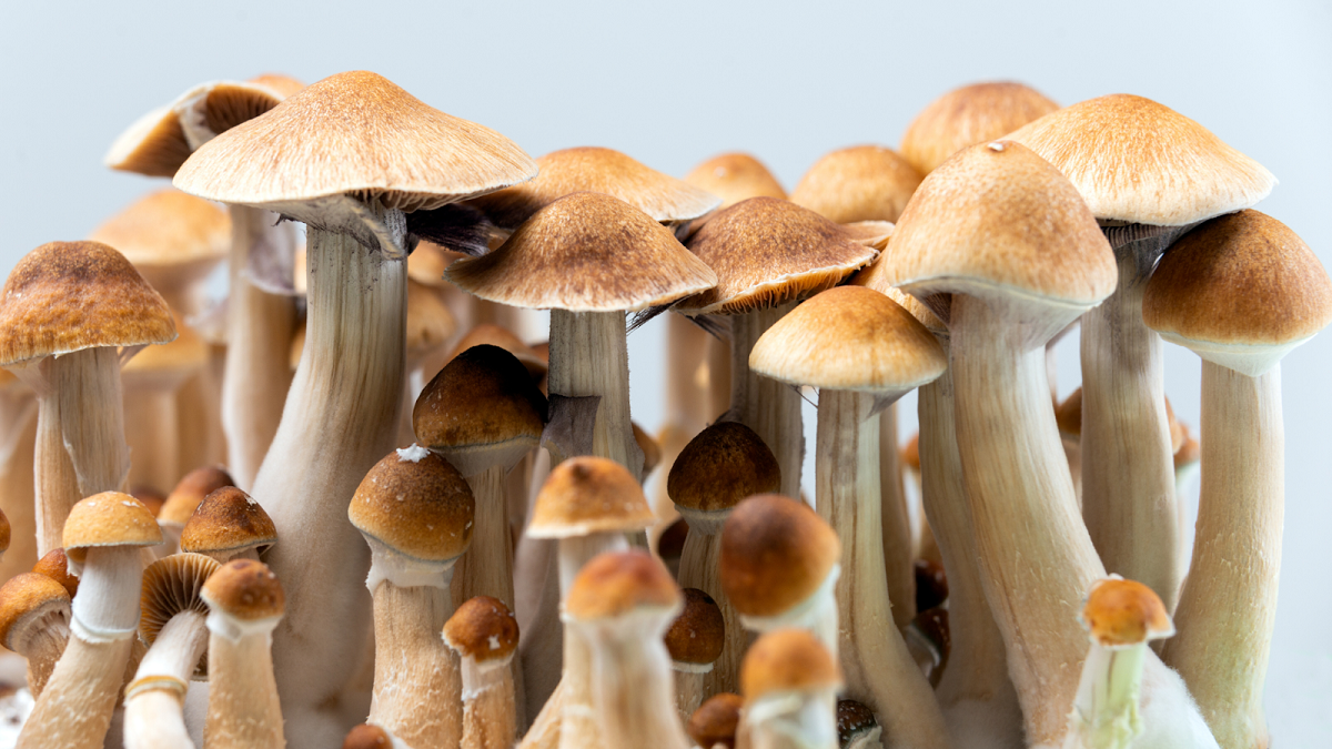 Preparing for Your Magic Mushroom Journey- Practical Advice from Psychable
