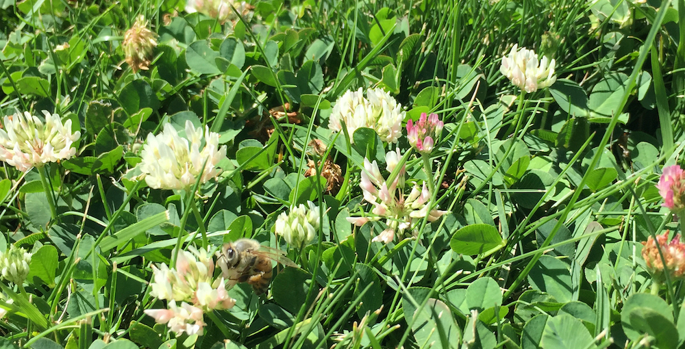 bees on clover.jpeg