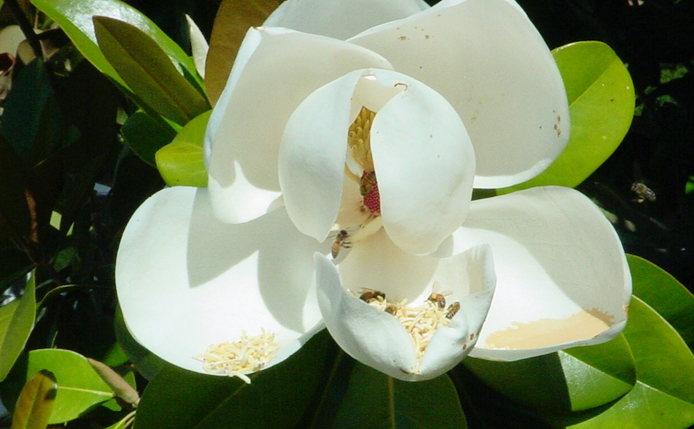 magnolias.jpg - 7.jpeg