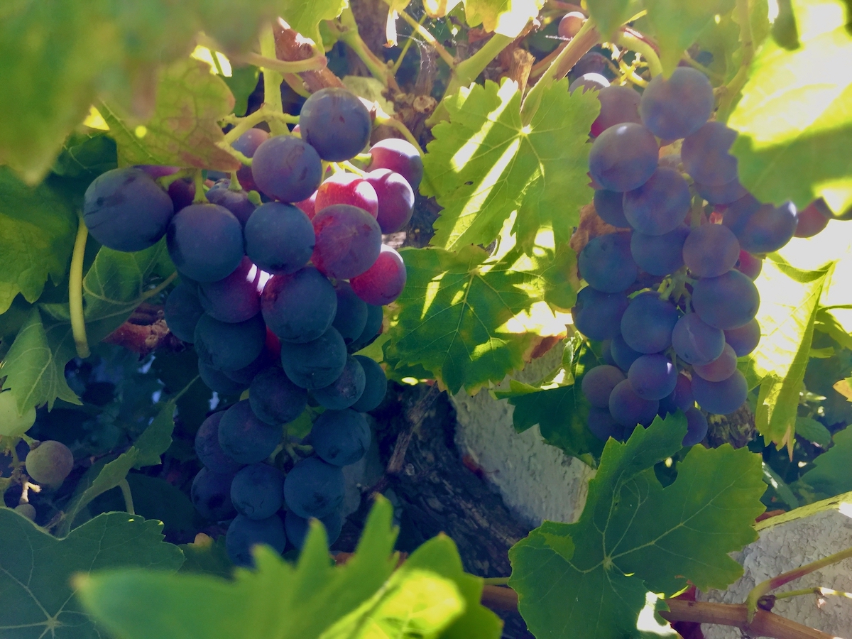 ribier grapes on vine .jpeg