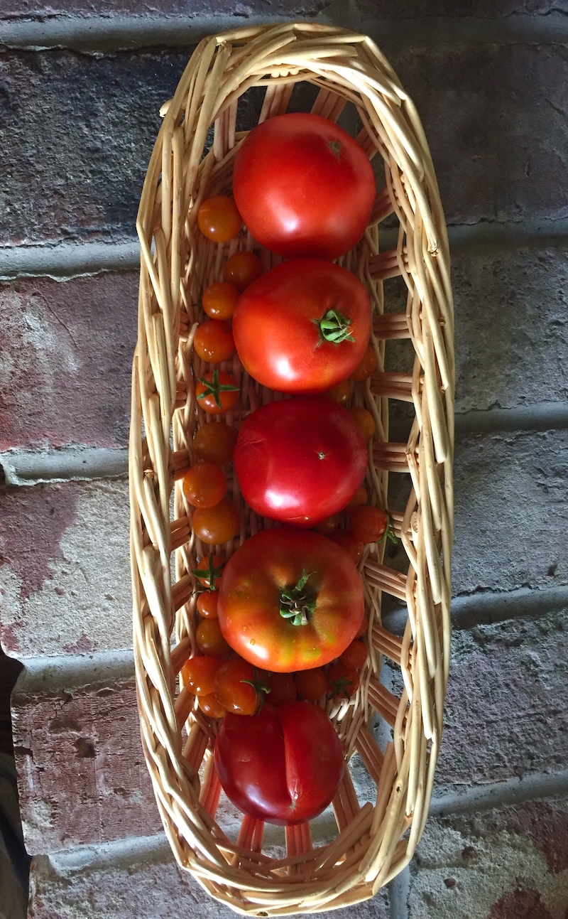 tomatoes.jpeg