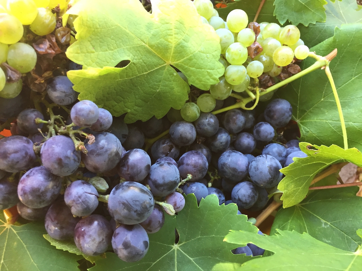 chardonnay and ribier grapes.jpeg