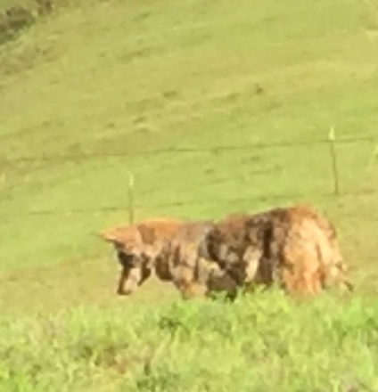 coyote on hill.jpeg