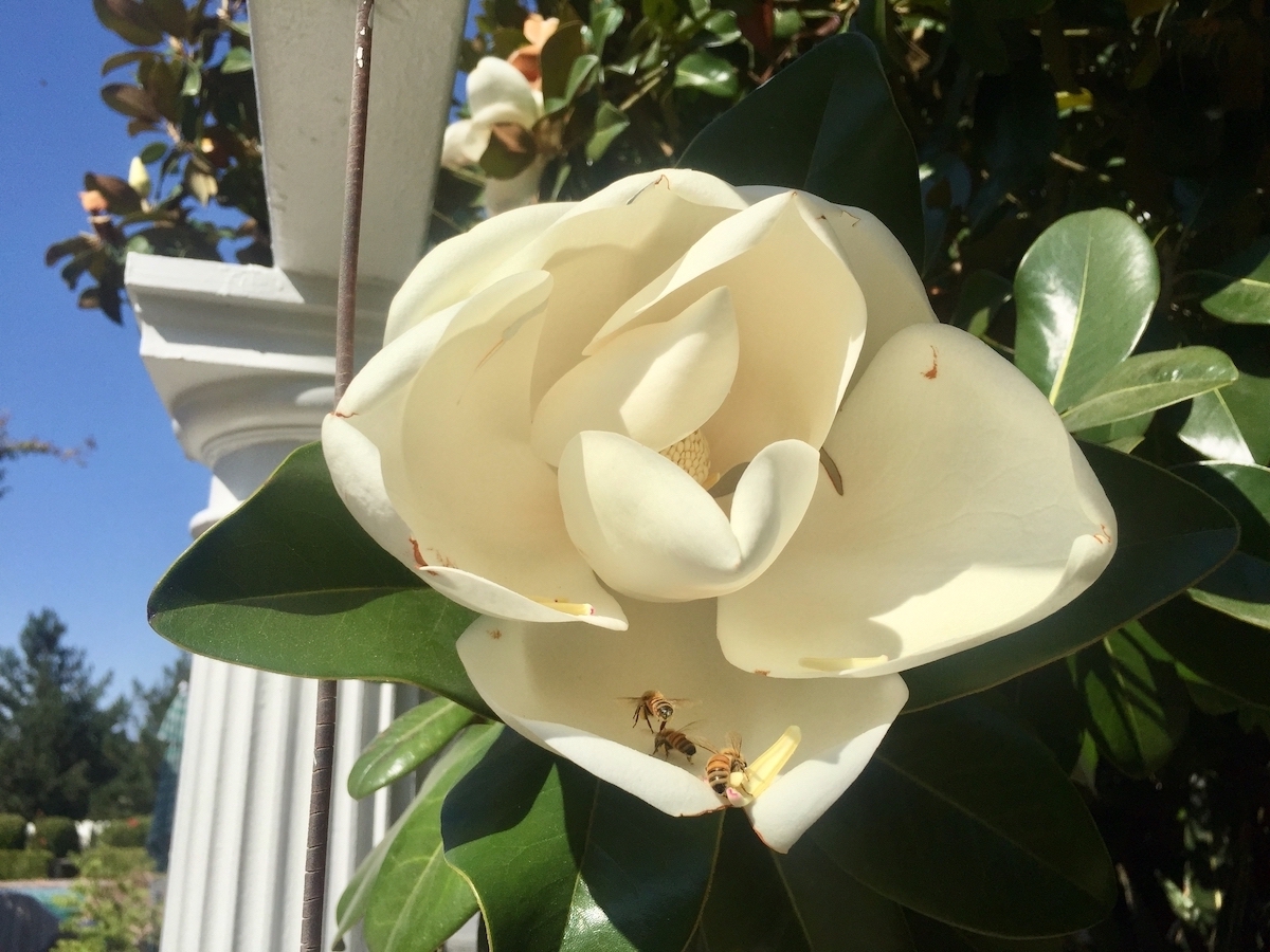magnolias-bees.jpeg