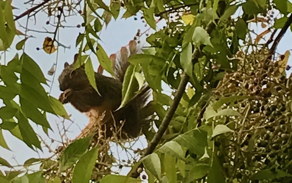 squirrel eating pistache berries (1).jpeg