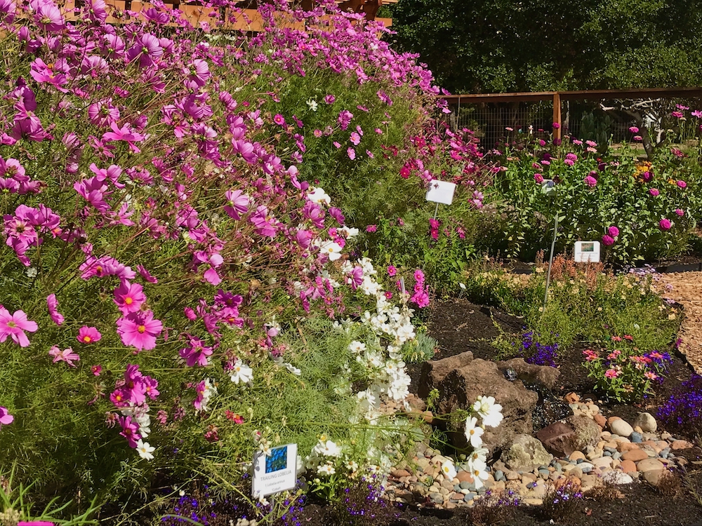 cosmos-zinnias-signs-Moraga Monarch butterfly Garden.jpeg