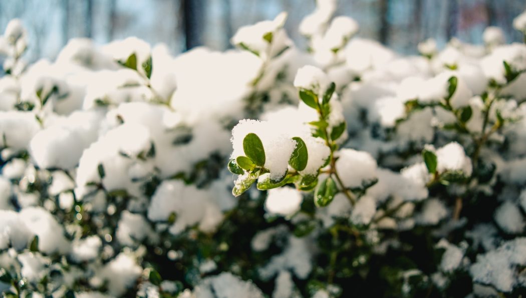 How To Protect Your Winter Garden – Dos And Don’ts