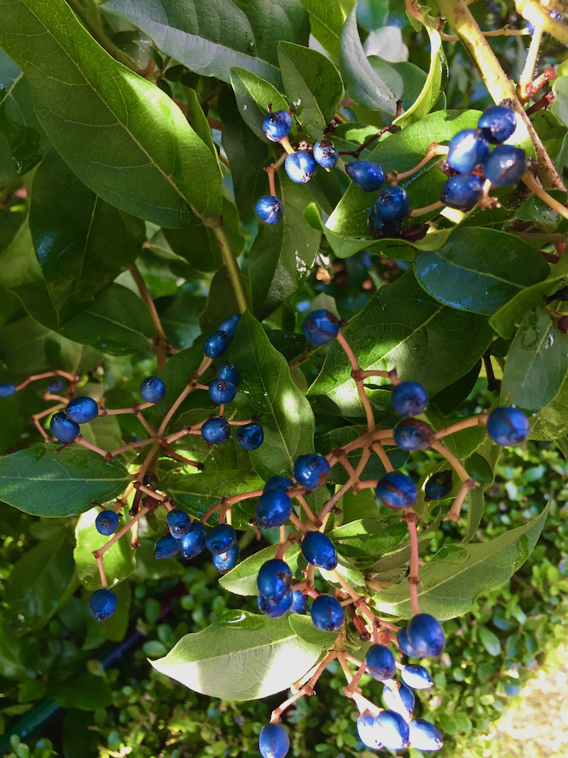 viburnum berries (1).jpeg