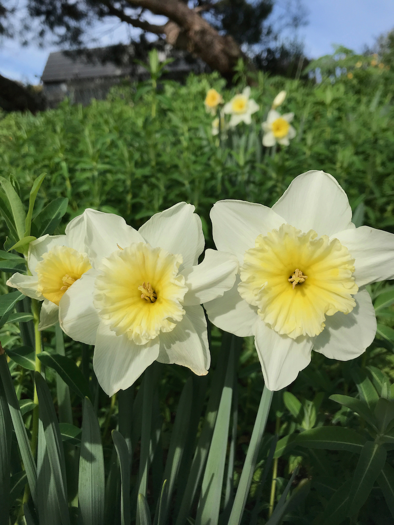 cream-yellow daffodils.jpeg