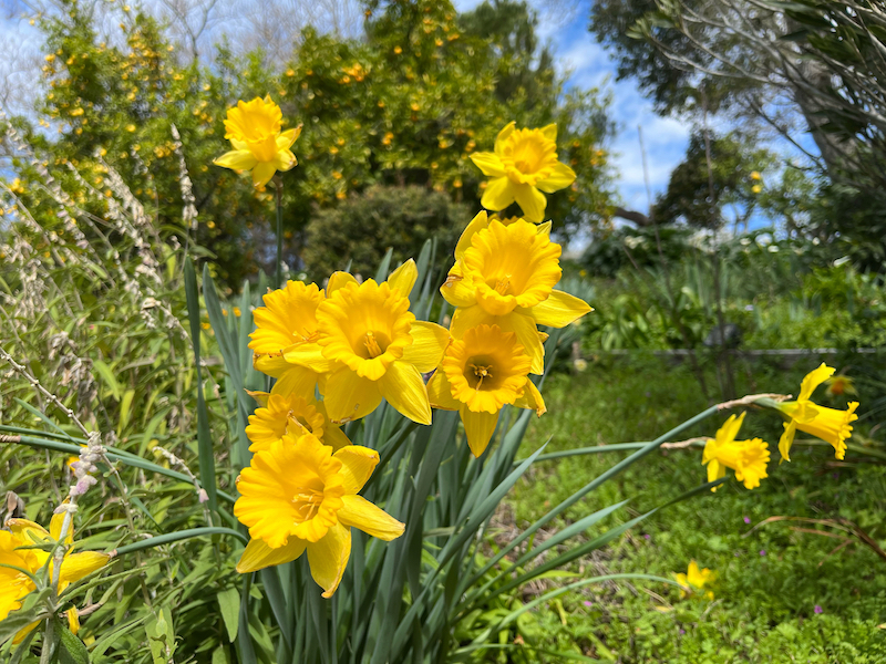 yellow daffodils (1).jpeg