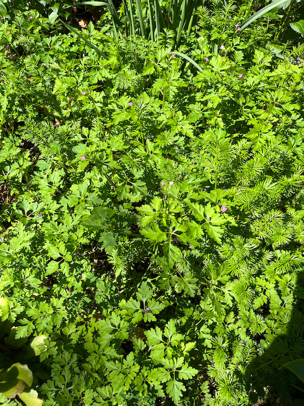 Herb Robert Geranium Weed.jpeg