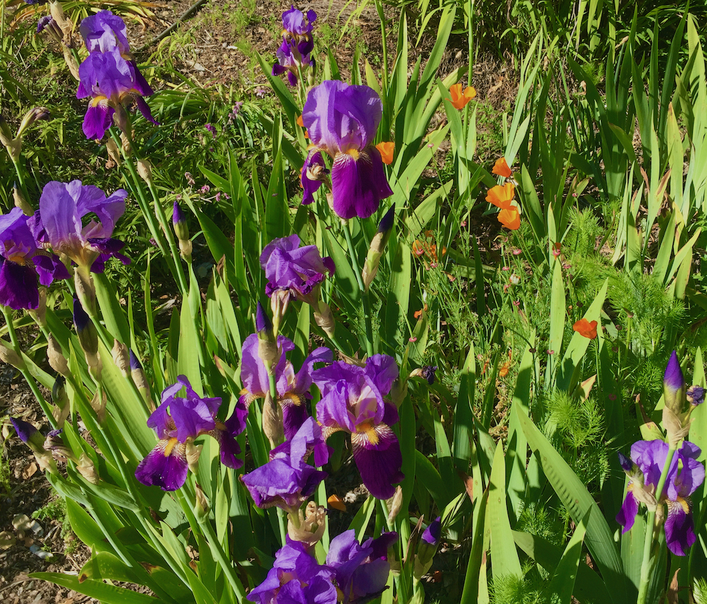 purple iris-poppies.jpeg